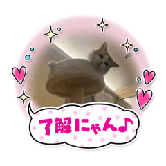 もあねこのスタンプ