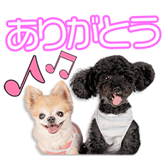 波多家のおこめ＆だいきちちゃん