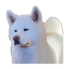 Akitainu  named Yuki chan