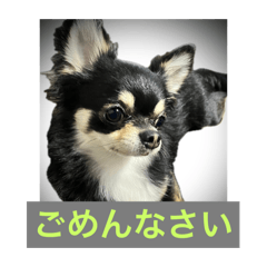 kurotan chihuahua