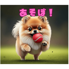 cute dog (pomeranian)