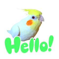 オカメインコのふうちゃん