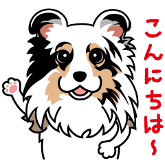 Shetland Sheepdog - Sora