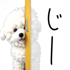 Bichon Frize for everyday use