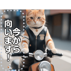 【待ち合わせに便利】バイク猫ちゃん