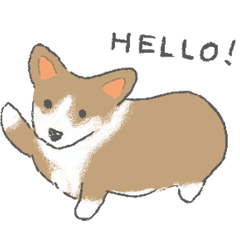 Soft and fluffy corgi