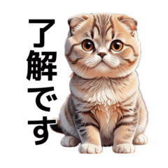 scottish fold 1