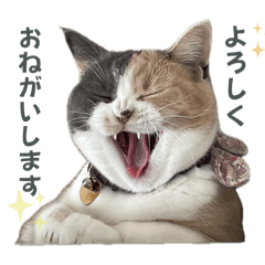 うちのねこ その②