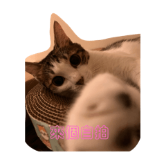 這是貓貓貓