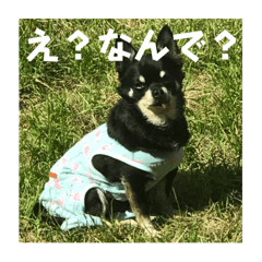 狂犬ちわわタイガくん