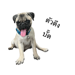 Butt the Pug EP4