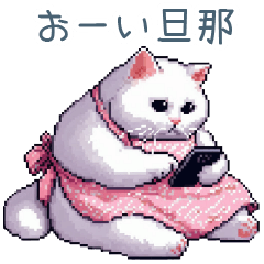 wife white cat