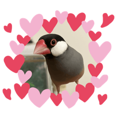 hidejin_Java_sparrow