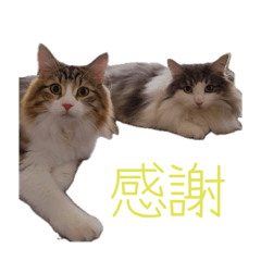 リアンとルノン