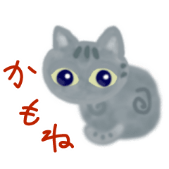 [Moving]cute american shorthair cat