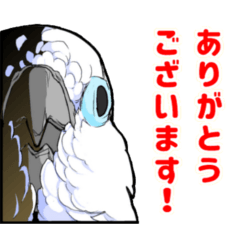 Mischievous parrot Sticker 3