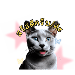 Cat Meow Emotion