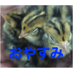 毎日使える！！可愛い❤️うずらスタンプ