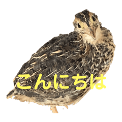 毎日使える！可愛い浮かび上がるうずら