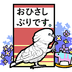 Mischievous parrot Sticker 2