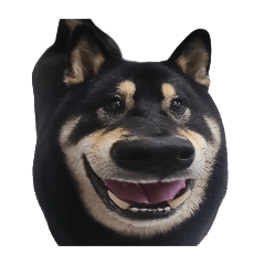 BlackShiba-tbone_20240911023330