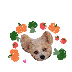 expressive dog_20240910155825