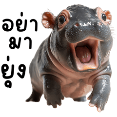 Piglet, pygmy hippo