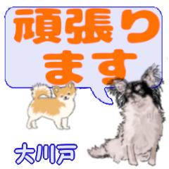 Ookawado's letters Chihuahua