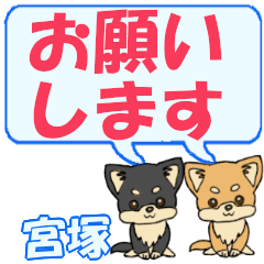 Miyatsuka's letters Chihuahua2