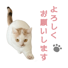 Calico cat purin's stickers