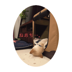 kojiharu_20240912000633