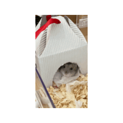 chiyo_20240912222041