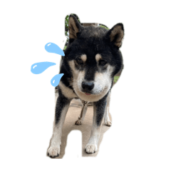 fusora_20240912201713