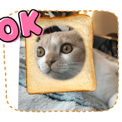 かわいい⭕️まる