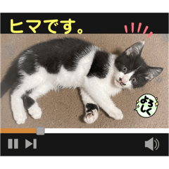 mao mao_20240912204646