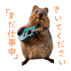 Happy Animal_Quokka Wallaby22.