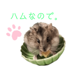 Zunda,cute hamster,Mochiii's house pet