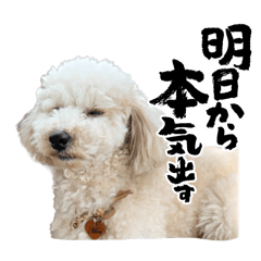 Toy Poodle Mills Stamp !02