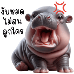 MooDung adorable baby hippo 4