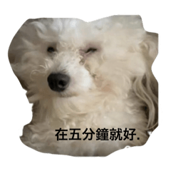 是小9