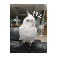 白色玄鳳鸚鵡