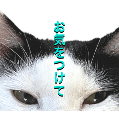 ねこに癒される今日
