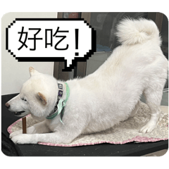 白色小柴犬