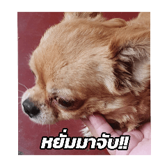 chihuahua is meme