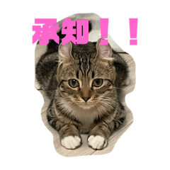 guutara_ponzu
