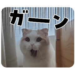 sayuri_20240915113520