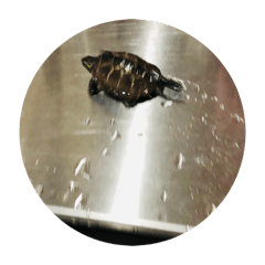 MisterMonut_20240913162145