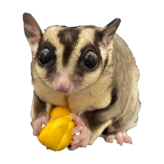 ชูก้าไกรเดอร์ ลูกรัก