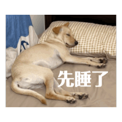 膽小狗村長 趴one