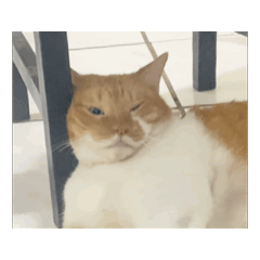 曾家胖貓